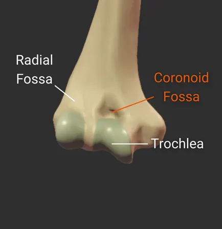 Fossas - anterior - isolated